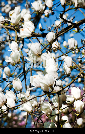 White magnolia blossom on branches of a tree in early Spring showing full bloom and buds with blue sky in background Stock Photo