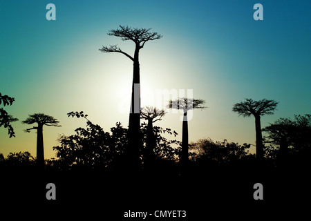 sunrise baobab, Madagascar Stock Photo