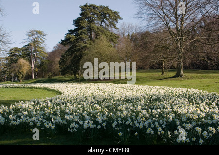 Carpet of massed daffodils - white with yellow centers - near to infinity - spring sunlight - blue sky - backdrop of trees Stock Photo