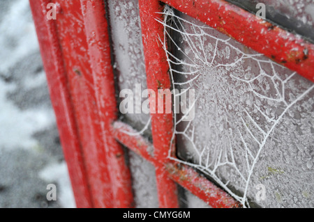 Frozen web on red telephone box