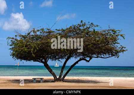 West Indies, Aruba, Dibi Divi Tree Stock Photo