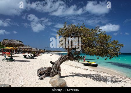 West Indies, Aruba, Dibi Divi Tree, Eagle Beach Stock Photo