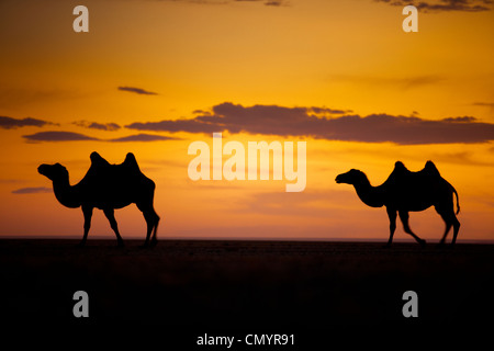 The camel on the Gobi desert , Mongolia Stock Photo