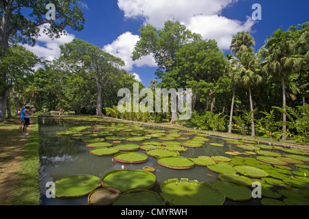 Pamplemousses Garden Water lily tank, Mauritius, Africa Stock Photo