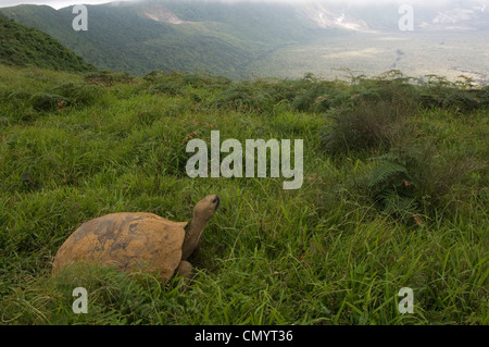 Galapagos Giant Tortoise on rim of Alcedo Volcano, Isabela Island, Galapagos Islands, Ecuador, South America. Stock Photo