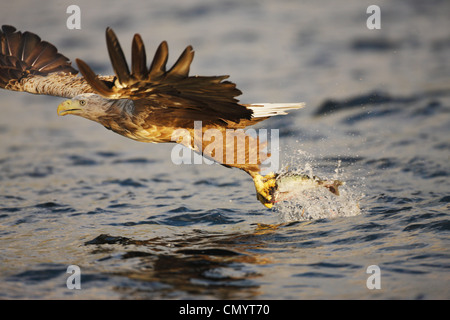 White-tailed eagle taking fish from water surface, Norway Stock Photo