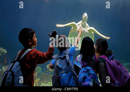 Sea turtle at Aquarium in Vancouver City in Stanley Park, school children, Canada, North America Stock Photo