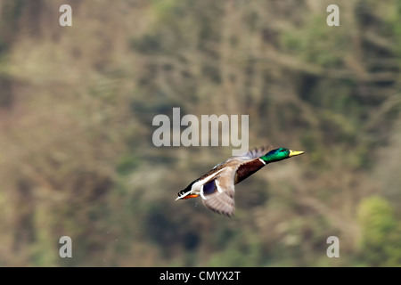 flying duck Stock Photo