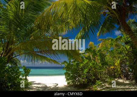 Palm trees at the beach of Biyadhoo Island, Indian Ocean, South Male Atoll, Maldives Stock Photo