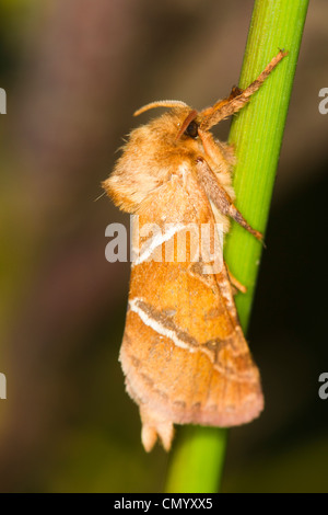 male Orange Swift (Hepialus sylvina) moth resting on a grass stem Stock Photo