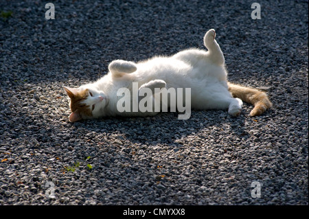 White and Ginger cat enjoying evening sun Stock Photo