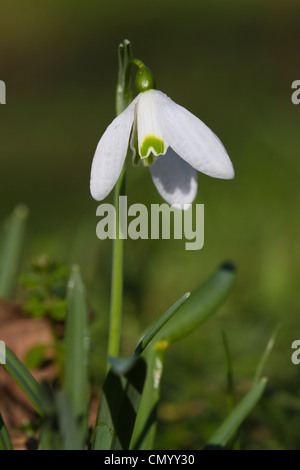 Snowdrop (Galanthus nivalis) flower Stock Photo