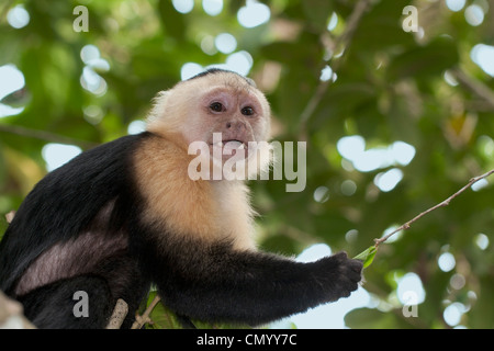 White-Faced Capuchin Cebus capucinus showing canine teeth Stock Photo