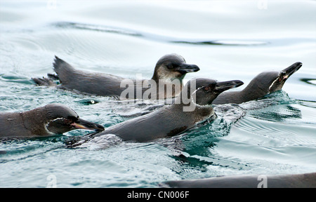 Penguins near Bartolome Island, Galapagos Stock Photo