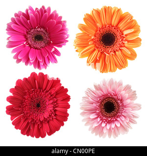 Daisy flowers isolated over white background Stock Photo