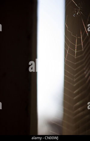 Spider web silhouette. Stock Photo