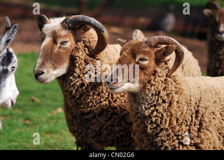 Rams on a farm in North Devon. Stock Photo