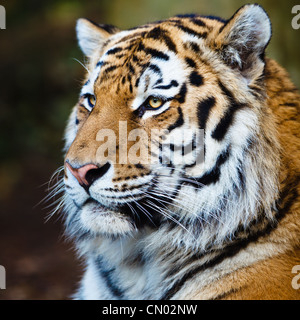 Closeup of a Siberian tiger also know as Amur tiger (Panthera tigris altaica), the largest living cat Stock Photo