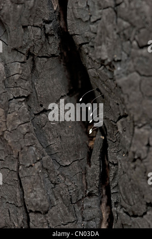 Stalked lacewing eggs on trunk of burnt tree Stock Photo