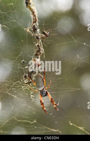 Large female Golden orb-weaver spider and small male in web Stock Photo