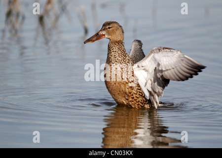 Northern shoveler, Anas clypeata, single female wing stretching on water, Warwickshire, March 2012 Stock Photo