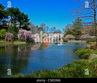 Brooklyn Cherry Blossoms Stock Photo