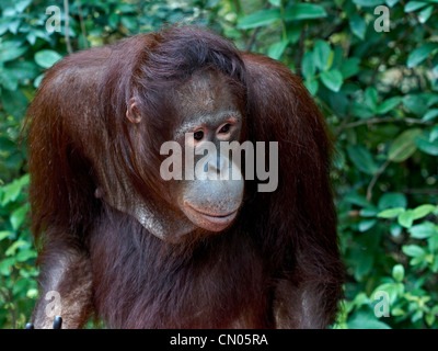 Orangutan great ape. Stock Photo