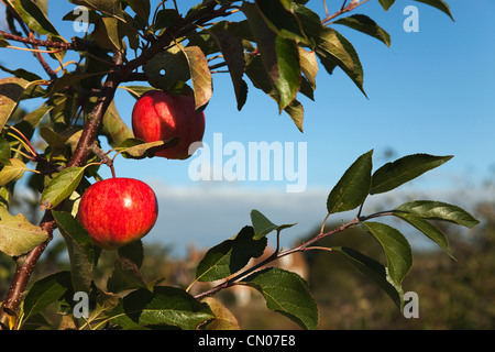 Fruit, Apple, Royal Gala apples growing on the tree in Grange Farms orchard. Stock Photo