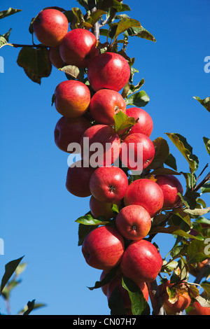 Fruit, Apple, Royal Gala apples growing on the tree in Grange Farms orchard.  Stock Photo