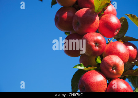 Fruit, Apple, Royal Gala apples growing on the tree in Grange Farms orchard.  Stock Photo