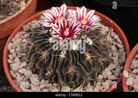 Cactus (Stenocactus species) grown from seed from La Bufa, Zacatecas, Mexico. Stock Photo