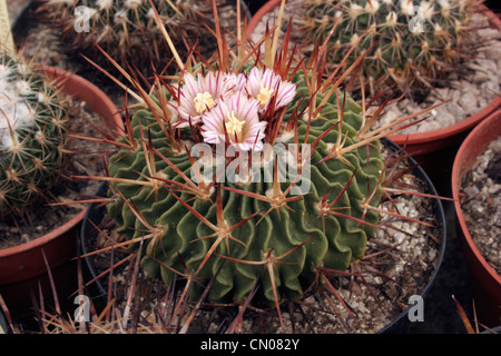 Cactus (Stenocactus species) grown from seed from the Sierra Mixteca, Oaxaca, Mexico. Stock Photo