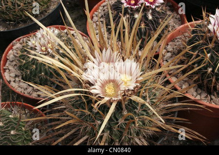 Cactus (Stenocactus lloydii) grown from seed collected west of Ascension, Nuevo Leon, Mexico. Stock Photo