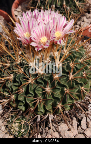 Cactus (Stenocactus species) grown from seed from Ixmiquilpan, Hidalgo, Mexico. Stock Photo