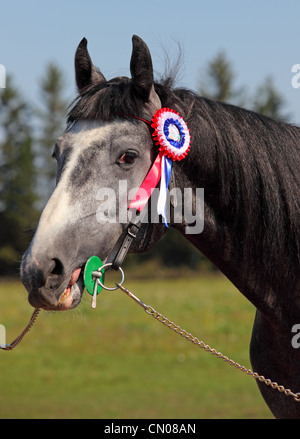 A prize-winning horse at a show, showing its  rosette Stock Photo