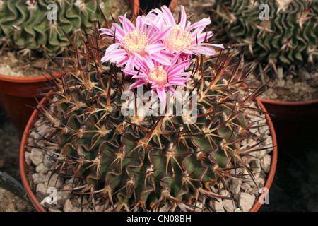 Cactus (Stenocactus dichroacanthus) from seed from San Miguel de Regla, Pachuca, Hidalgo, Mexico. Stock Photo