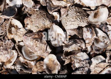 Close-up of a pile of empty oyster shells. Stock Photo