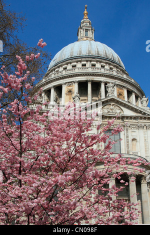 England London St.Pauls cathedral & blossom