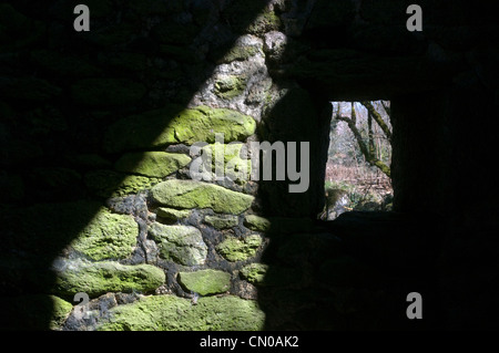 moss on stone of barn with window on dartmoor national park, dartmoor, uk, tree, nobody, national, white, storm, rocks, field, f Stock Photo