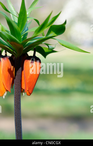 Fritillaria imperialis. Crown Imperial flower Stock Photo