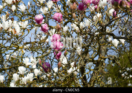 Magnolia X Soulangeana 'Rustic Rubra ' (pink) and Magnolia X Soulangeana 'Alba Superba' (white) at Hillier Gardens, Hampshire Stock Photo