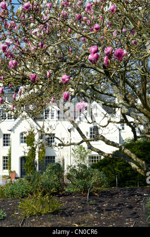 Magnolia X Soulangeana 'Rustic Rubra ' (pink) and Magnolia X Soulangeana 'Alba Superba' (white) at Hillier Gardens, Hampshire Stock Photo