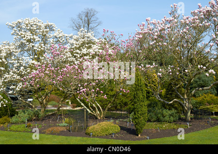 Magnolia X Soulangeana 'Rustic Rubra ' (pink) and Magnolia X Soulangeana 'Alba Superba' (white) at Hillier Gardens, Hampshire Stock Photo