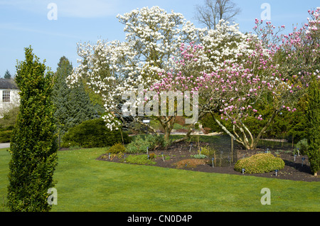 Magnolia X Soulangeana 'Rustic Rubra ' (pink) and Magnolia X Soulangeana 'Alba Superba' (white) at Hillier Gardens, Hampshire Stock Photo