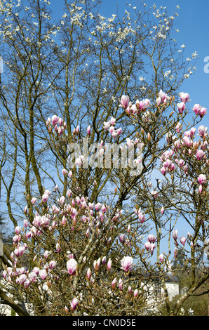 Magnolia X Soulangeana 'Rustic Rubra ' (pink) and Magnolia X Soulangeana 'Alba Superba' (white) at Hillier Gardens, Hampshire Stock Photo