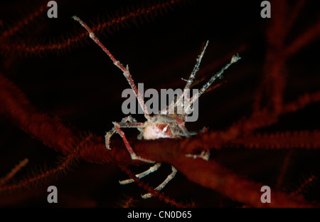 Decorator crab, Naxioides taurus, also called bull crab, from the Red Sea. It's holding on to a red sea fan. Stock Photo