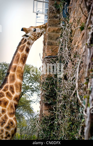 Rothschild or Baringo Giraffe, Giraffa camelopardalis rothschild, being fed at a window of Giraffe Manor, Nairobi, Kenya, Africa
