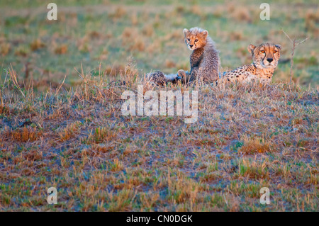 Wild Cheetah mother with small Cub, Acinonyx jubatus, Masai Mara National Reserve, Kenya, East Africa Stock Photo