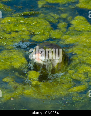 Asian Small-clawed Otter (Aonyx cinerea) Captive Stock Photo