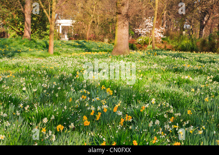 Daffodils in Hagley Park Christchurch New Zealand. Shallow DOF. Stock Photo